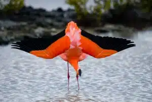 Flamingo