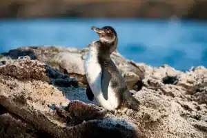 pinguim-das-galápagos