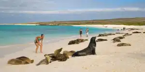 Ilha Leões