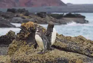 pinguim-das-galápagos