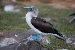 atobá-de-pés-azuis